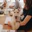 Office dog Macy lending a paw 