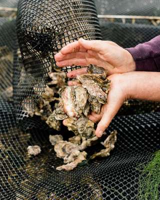 Fruits of the oyster harvest at Buck Bay Shellfish