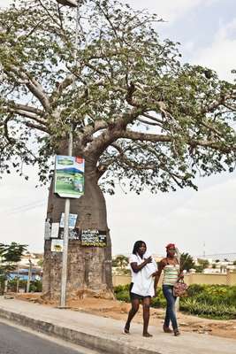 A baobab tree on the outskirts of Luanda