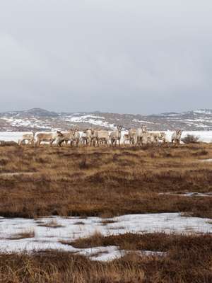 A herd of about 350 caribou roam the island too