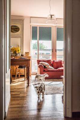 Guidotti's Jack Russells stalking the living room