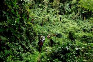 Trekking through the forest