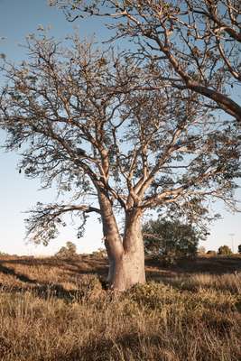 Boab trees are ubiquitous in Broome 