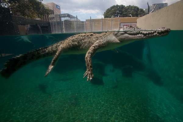 A young crocodile at Crocosaurus Cove, a tourist attraction