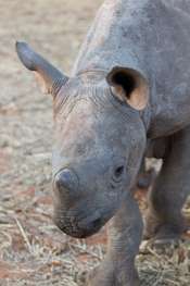 Horns of a black rhinoceros can fetch more than €82,500 on the black market