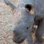 Horns of a black rhinoceros can fetch more than €82,500 on the black market