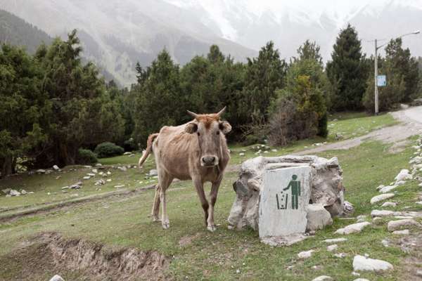 Grazing cow, Kizilsu Glacier Park