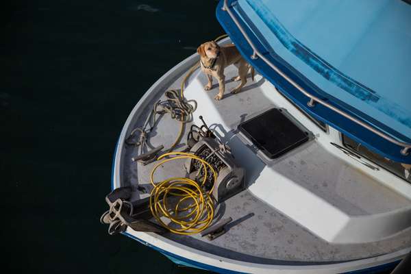 Dude, resident labrador of ‘Lady Leona’
