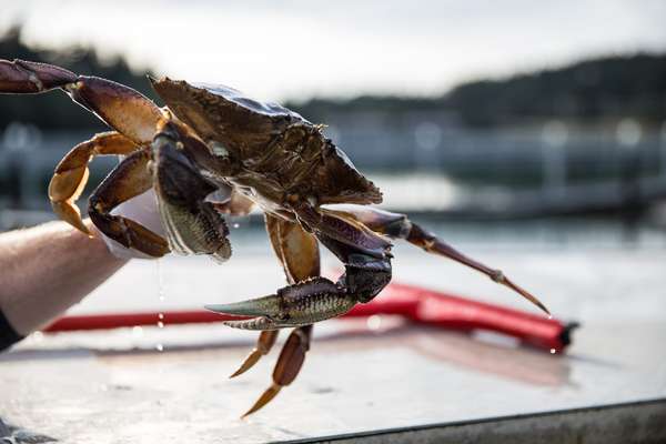 Dungeness crab 
