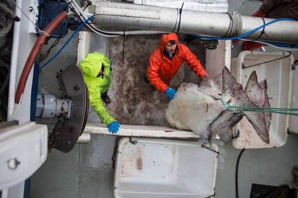 Offloading halibut from the 
‘Northern Star’
