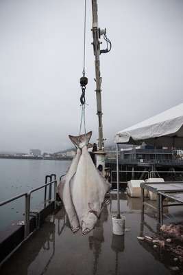 Fresh halibut landed dockside at Taku Fisheries