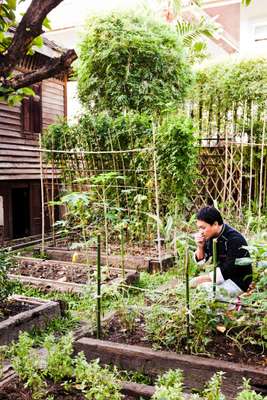The herb garden at Issaya