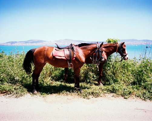 Horses on Heybeliada