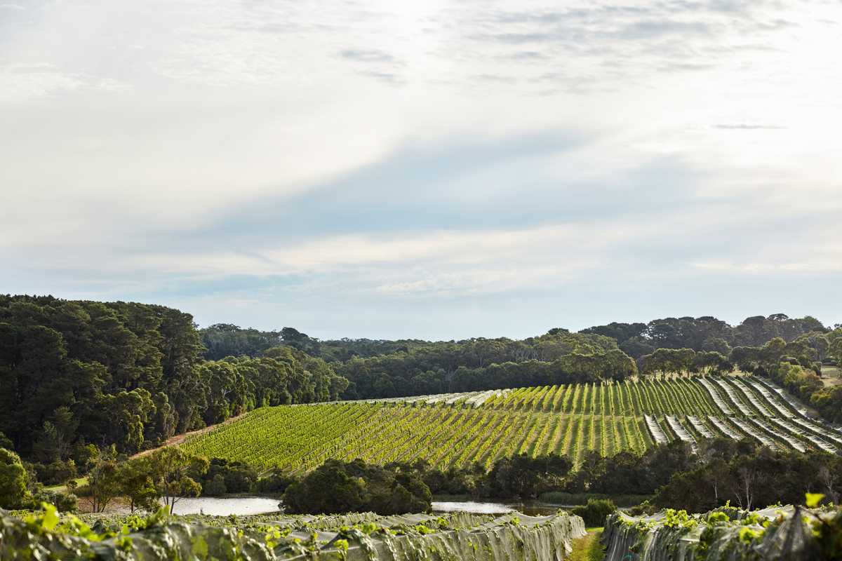 Nearby vineyards 