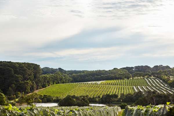 Nearby vineyards 