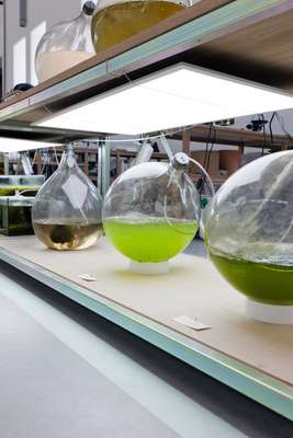 Algae project of Eric Klarenbeek and Maartje Dros 