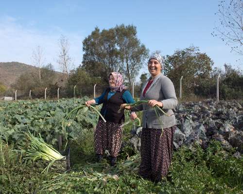 Staff farmers harvesting vegetables at Komsukoy