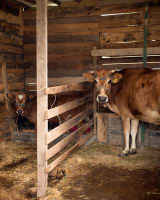 Curious residents of the Komsukoy cowshed