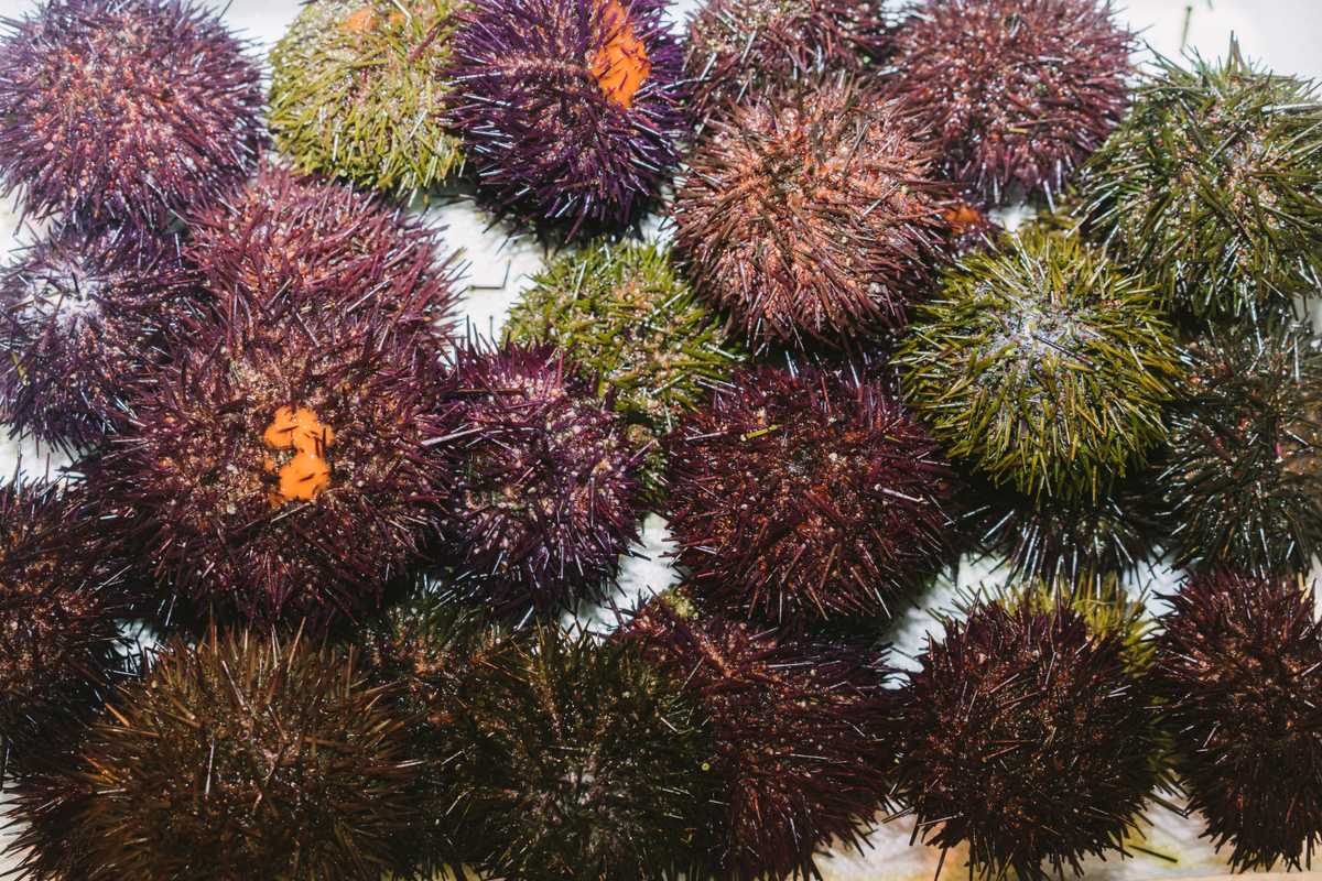 ‘Erizos de mar’ or sea urchins