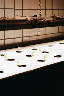 Growing greens in Space10’s hydroponic farm