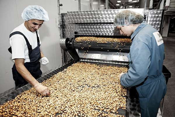 Workers pick out any nuts that don’t come up to standard