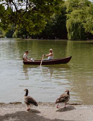 Geese judge water-bound humans