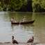 Geese judge water-bound humans