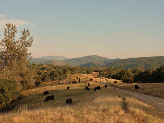 Black Angus cattle grazing on the ranch 