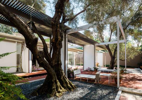 Majestic olive trees in the outdoor space