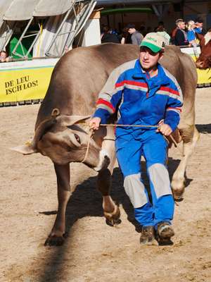 Good moo-ver: cows are paraded around the arena at the Elite Cattle Show 