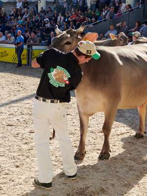 Inspecting Switzerland’s elite cattle