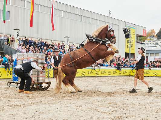 A test of strength: horse vs Schwingen champions