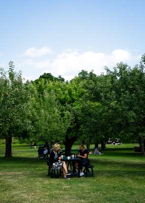 Rosendal’s orchard 