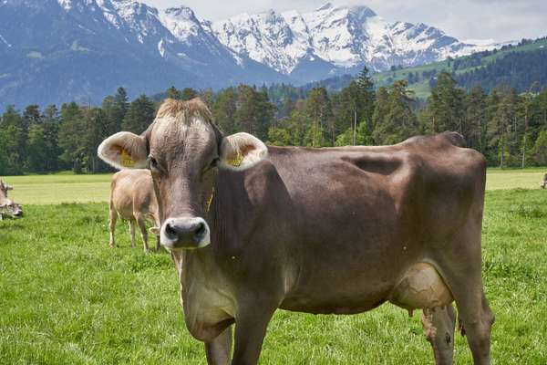 Swiss cows up close
