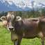 Swiss cows up close