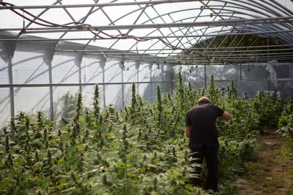 Basque cannabis