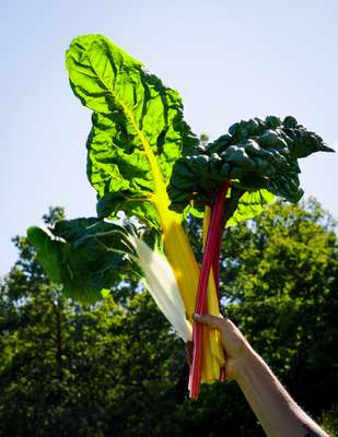 Rainbow chard