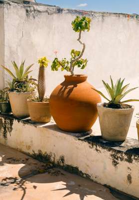 Rooftop garden