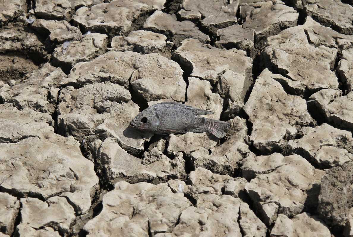 3 June 2016: dead fish at the partially dried-up Choursiyavas Lake, Rajasthan, India 