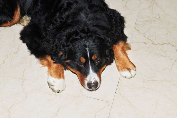 Bernese mountain dog in the San Marino mountains