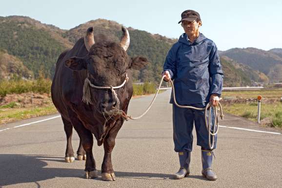 Rice farmer and fighting bull owner Hotatsu Ikeda