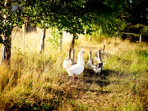 The Agrarian Kitchen