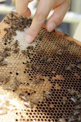 The honeycomb