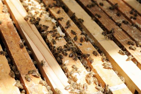 Bees are part of Kajima’s biodiversity action plan