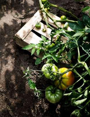 Tomatoes for Vinterviken’s gazpacho