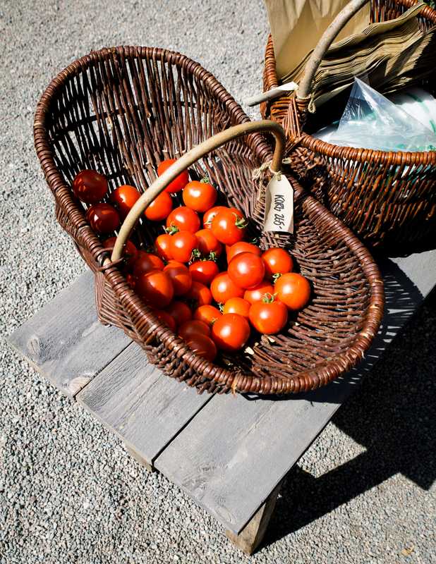 Tomatoes at Rosendal