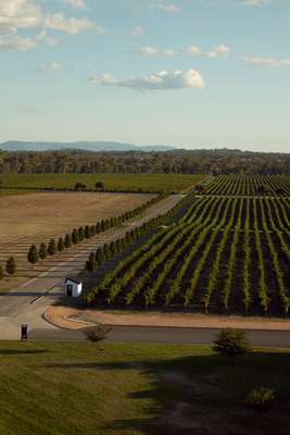 Verdant vineyard