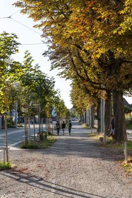 Leafy street in Kreis 4