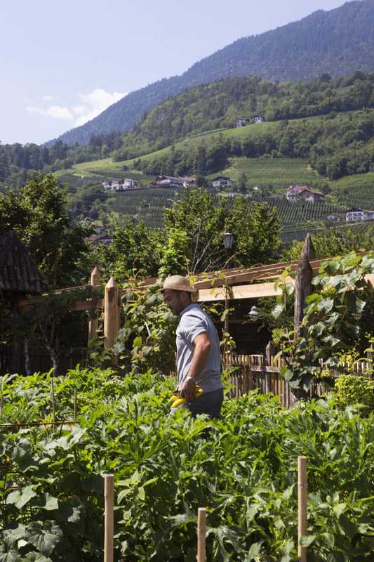 Harvesting herbs