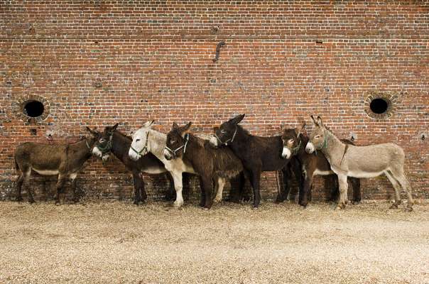 No. 12: Seven donkeys in western France